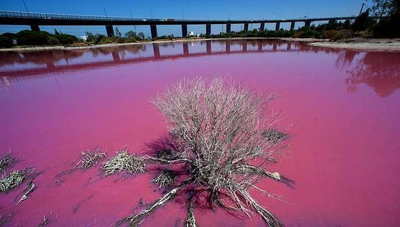 Imagini uimitoare: Motivul pentru care apa unui lac devine roz in fiecare an_10