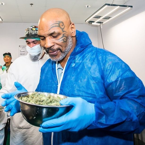 Noua viata a lui Mike Tyson! La 53 de ani si dupa un faliment personal, Iron Mike a ajuns fermier. Cultiva Marijuana intr-un paradis din Caraibe :)_1