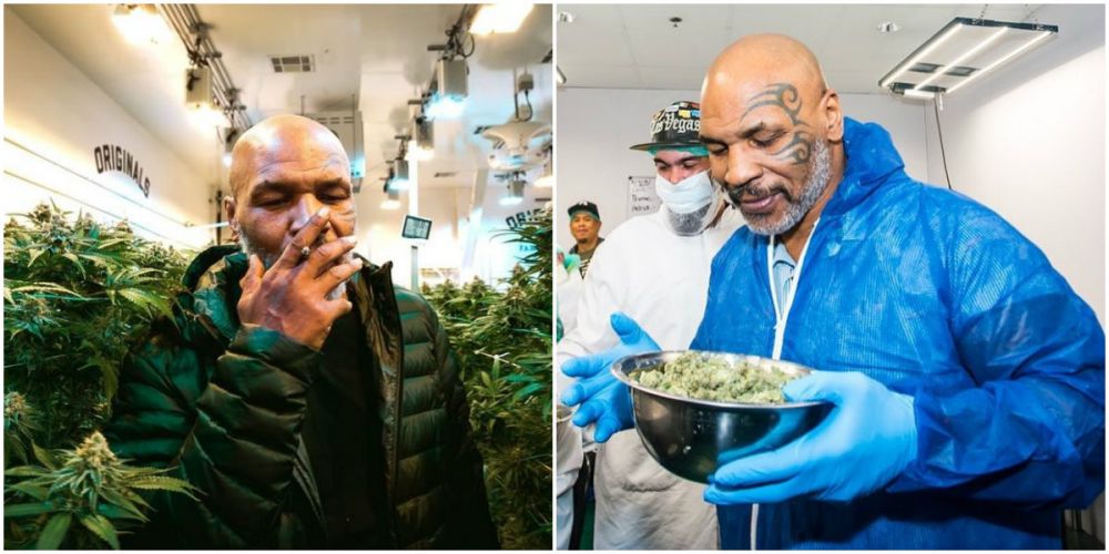 Noua viata a lui Mike Tyson! La 53 de ani si dupa un faliment personal, Iron Mike a ajuns fermier. Cultiva Marijuana intr-un paradis din Caraibe :)_5