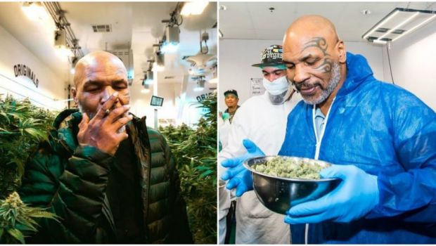 
	Noua viata a lui Mike Tyson! La 53 de ani si dupa un faliment personal, Iron Mike a ajuns fermier. Cultiva Marijuana intr-un paradis din Caraibe :)
