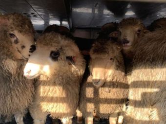 
	BBC anunta ce s-a intamplat cu cele 180 de oi salvate de pe nava scufundata in noiembrie in Romania! Unde au ajuns
