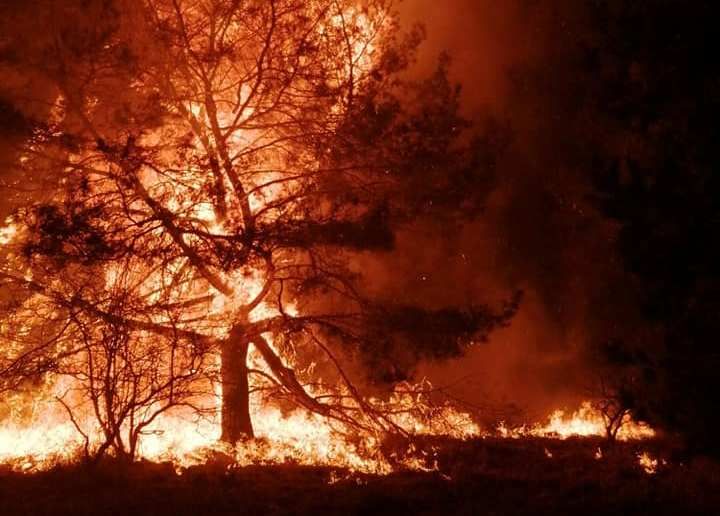 Tragedie imensa in Hunedoara. O persoana a murit arsa si un incendiu urias mistuie dezlantuit padurile din judet!_9