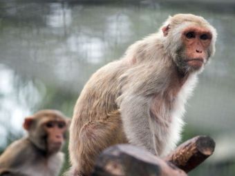 Sase maimute care au primit vaccinul pentru Covid-19 au devenit imune la boala! Specia este cea mai apropiata de oameni