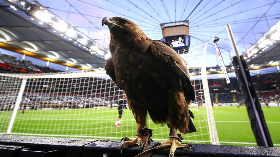 Mascotele vii vor fi interzise pe stadionele din Germania. “Attila The Eagle e trist si se simte singur!”_2