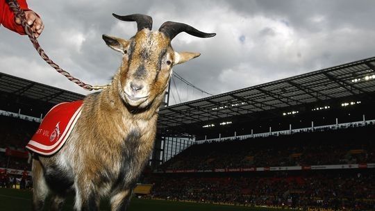 Mascotele vii vor fi interzise pe stadionele din Germania. “Attila The Eagle e trist si se simte singur!”_1
