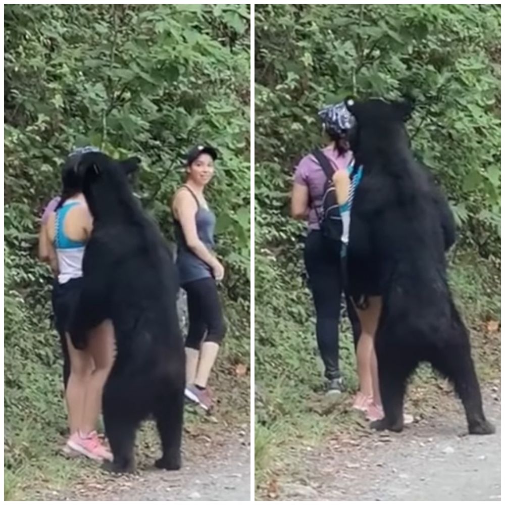 A aparut selfie-ul facut de tanara surprinsa de urs in padure! Incredibil cat de aproape era ursul de ea_2