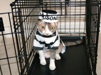 
	Prison Break felin! :) Pisica bagata la inchisoare pentru trafic de droguri a evadat!&nbsp;
