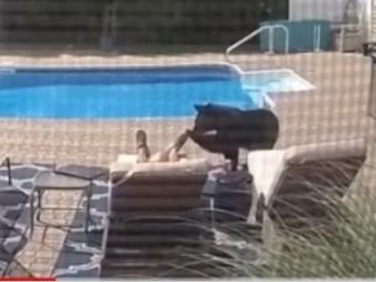 
	Un american s-a culcat linistit langa piscina, dar s-a trezit cu URSUL la picioare! Reactia INCREDIBILA a barbatului
