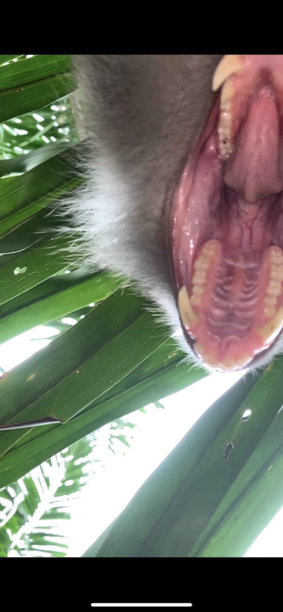 Incredibil! O maimuta i-a furat telefonul unui baiat si si-a facut selfie-uri cu el inainte sa il arunce in jungla! :) Imaginile cu maimuta au devenit virale_1