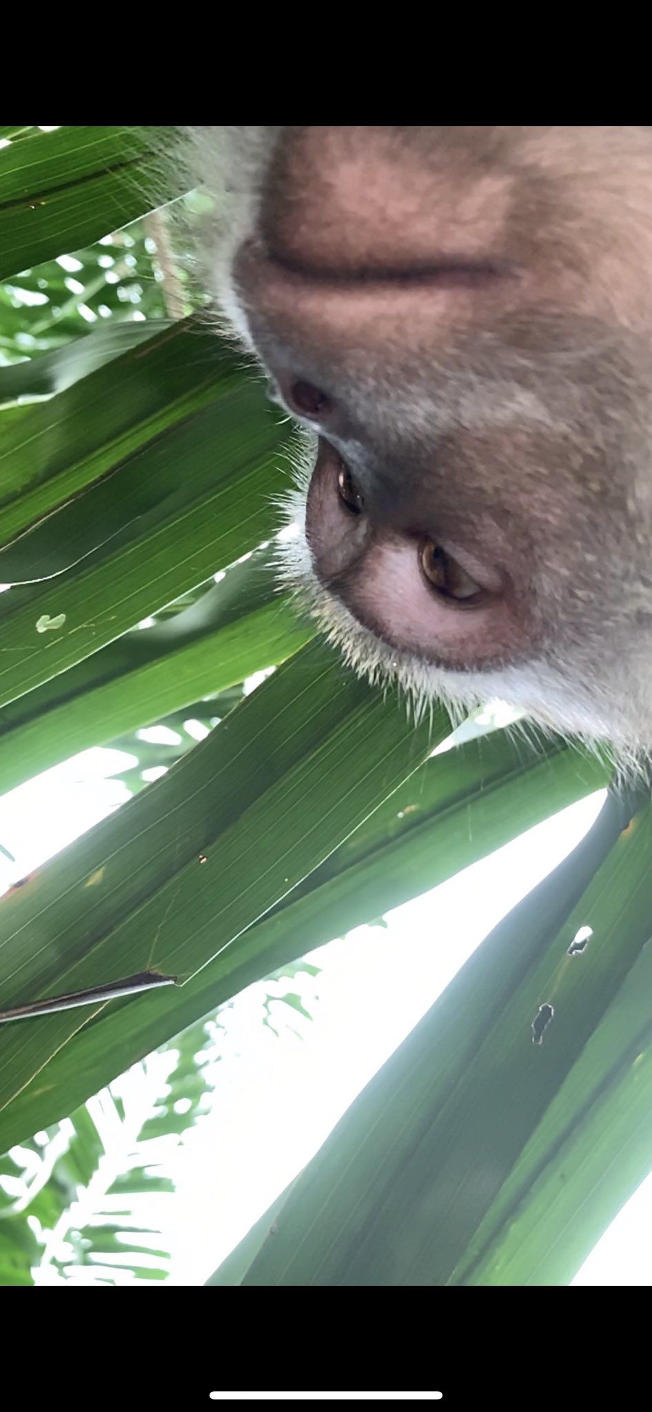 Incredibil! O maimuta i-a furat telefonul unui baiat si si-a facut selfie-uri cu el inainte sa il arunce in jungla! :) Imaginile cu maimuta au devenit virale_2