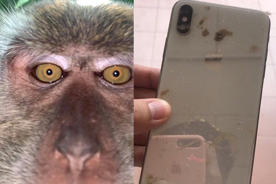 Incredibil! O maimuta i-a furat telefonul unui baiat si si-a facut selfie-uri cu el inainte sa il arunce in jungla! :) Imaginile cu maimuta au devenit virale_3