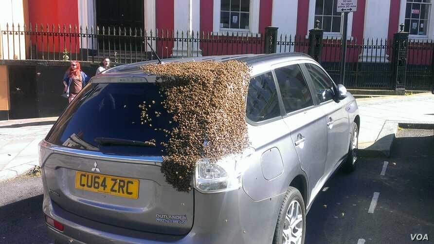 2 000 de albine au urmarit aceasta masina incontinuu timp de doua zile si nimic nu le-a putut alunga! Surpriza majora cand proprietarul a aflat ce era inauntru_1