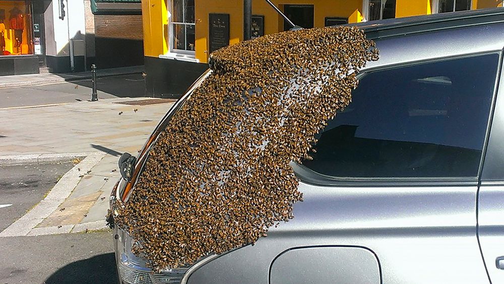 2 000 de albine au urmarit aceasta masina incontinuu timp de doua zile si nimic nu le-a putut alunga! Surpriza majora cand proprietarul a aflat ce era inauntru_2