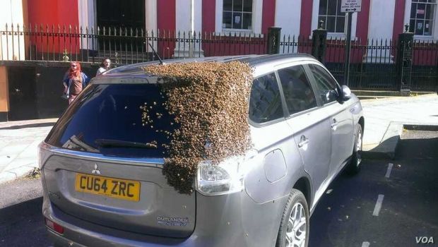 
	2 000 de albine au urmarit aceasta masina incontinuu timp de doua zile si nimic nu le-a putut alunga! Surpriza majora cand proprietarul a aflat ce era inauntru
