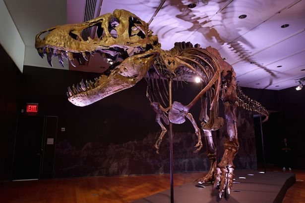 Scheletul unui dinozaur T-Rex a fost vandut cu o suma COLOSALA! Record ABSOLUT dupa ce a fost scos la licitatie: este una dintre cele mai complete fosile din lume_2