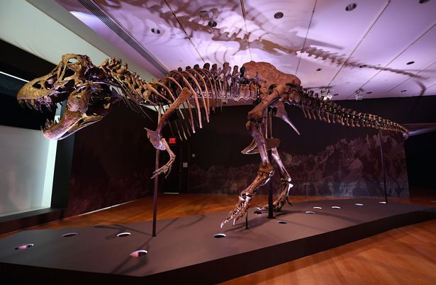 Scheletul unui dinozaur T-Rex a fost vandut cu o suma COLOSALA! Record ABSOLUT dupa ce a fost scos la licitatie: este una dintre cele mai complete fosile din lume_3