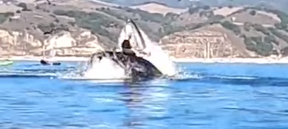 virala balena California pericol