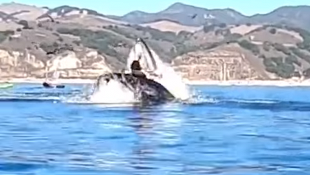 
	VIDEO | Si-au vazut moartea cu ochii! Doua femei au fost aproape sa fie INGHITITE de o balena! Imagini cu puternic impact emotional
