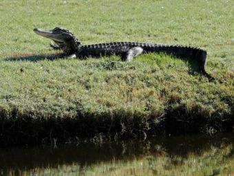 
	VIDEO A iesit viu dintre falcile aligatorului. Un barbat de 74 de ani s-a luptat cu reptila si a salvat o viata
