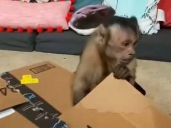 
	VIDEO Ea e cea mai CARISMATICA maimuta din lume. MILIOANE de oameni o urmaresc pas cu pas

