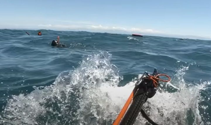 rechin Noua Zeelanda