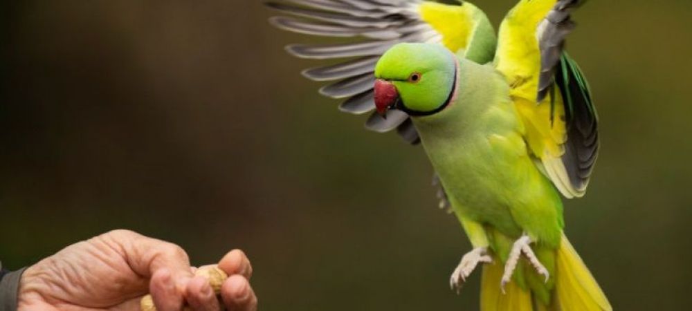 papagal uluitor