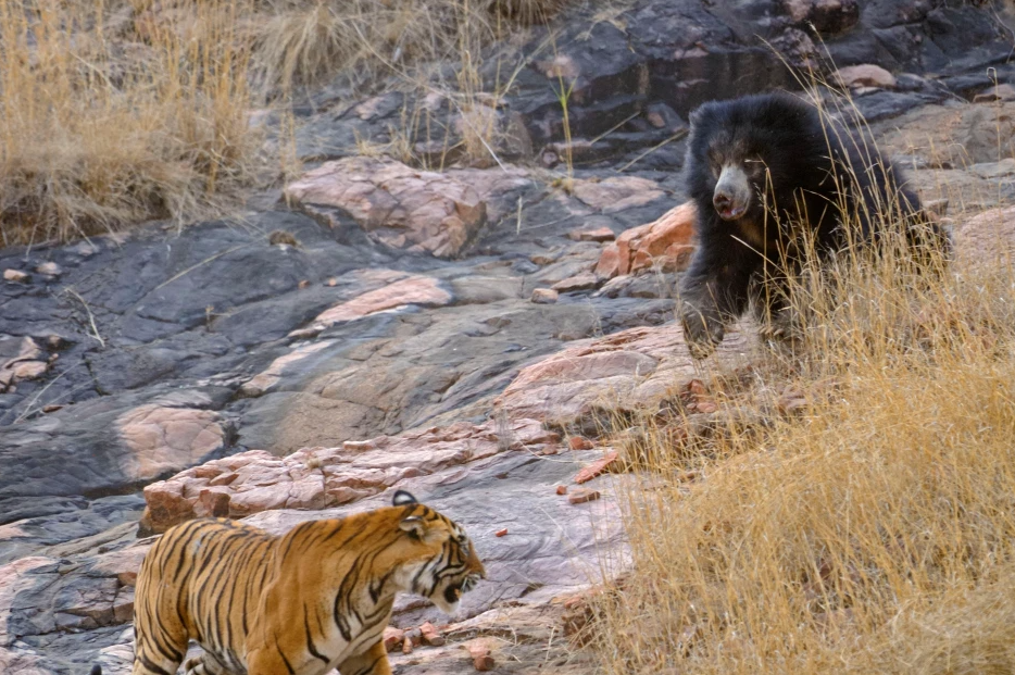 Confruntare fara precedent in jungla! O ursoaica s-a luat la bataie cu doi tigri care i-au atacat puii! Imagini incredibile _1