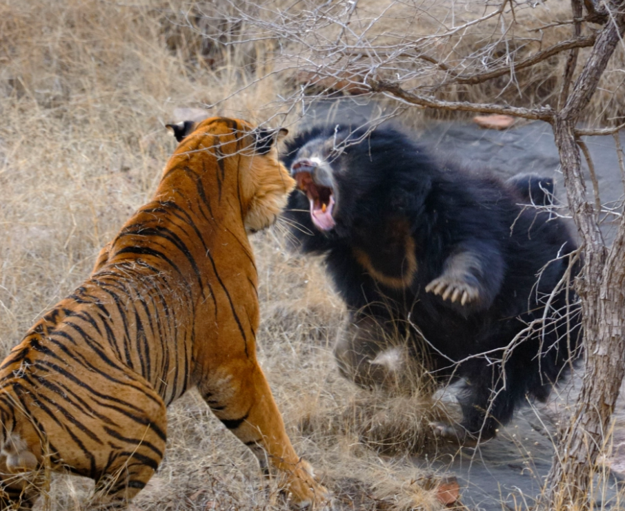 Confruntare fara precedent in jungla! O ursoaica s-a luat la bataie cu doi tigri care i-au atacat puii! Imagini incredibile _2