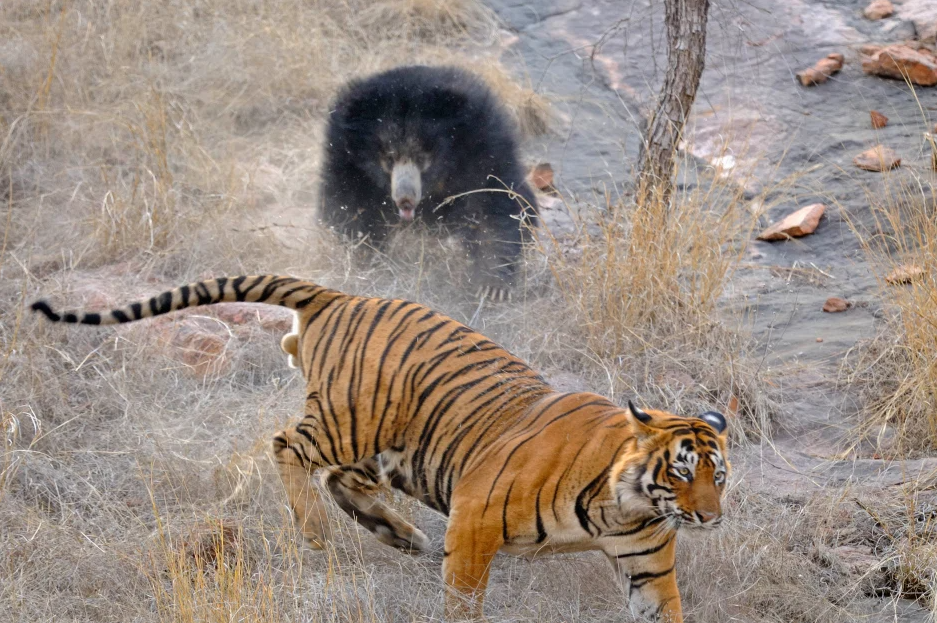 Confruntare fara precedent in jungla! O ursoaica s-a luat la bataie cu doi tigri care i-au atacat puii! Imagini incredibile _3