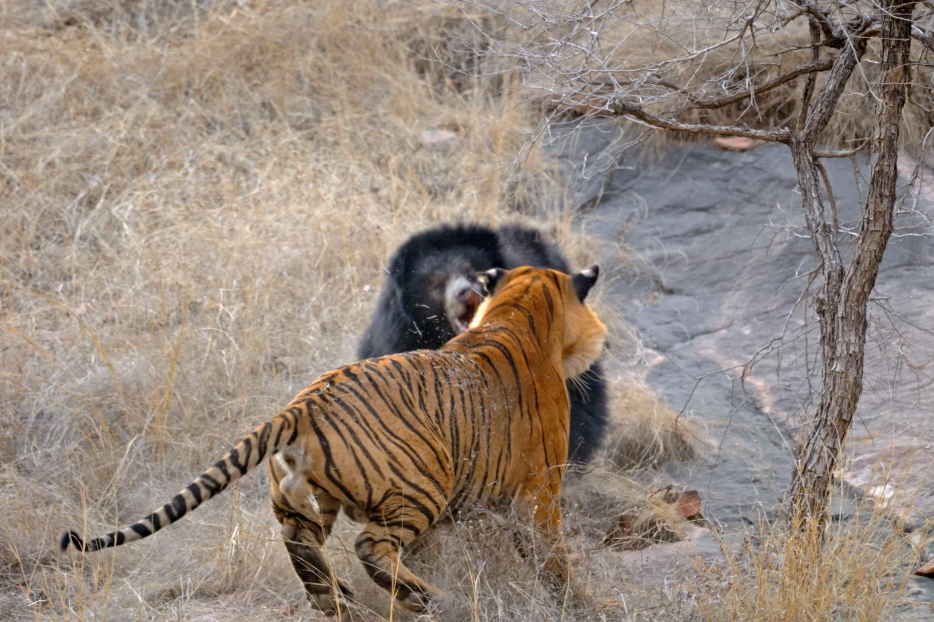 Confruntare fara precedent in jungla! O ursoaica s-a luat la bataie cu doi tigri care i-au atacat puii! Imagini incredibile _4