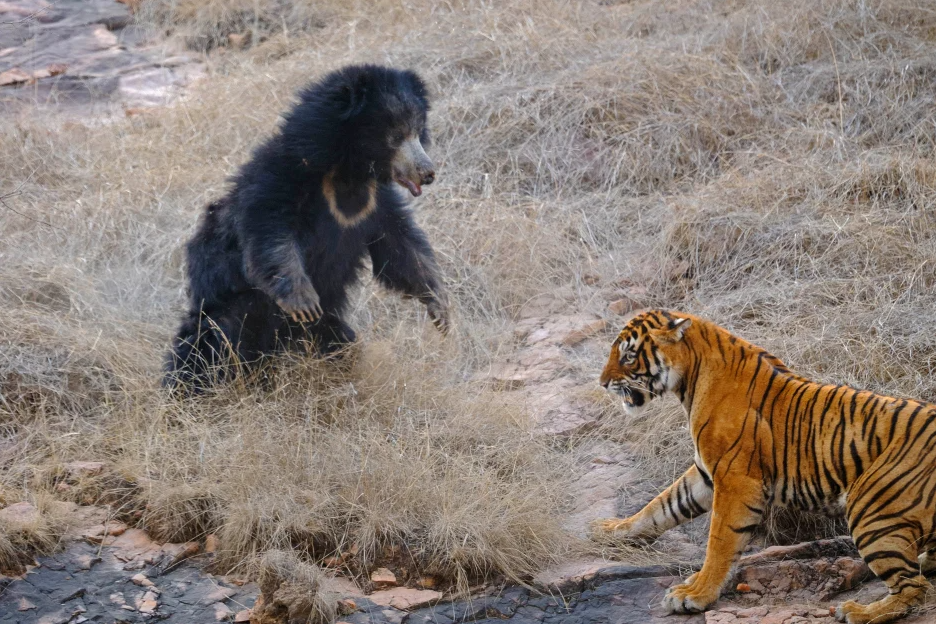 Confruntare fara precedent in jungla! O ursoaica s-a luat la bataie cu doi tigri care i-au atacat puii! Imagini incredibile _5