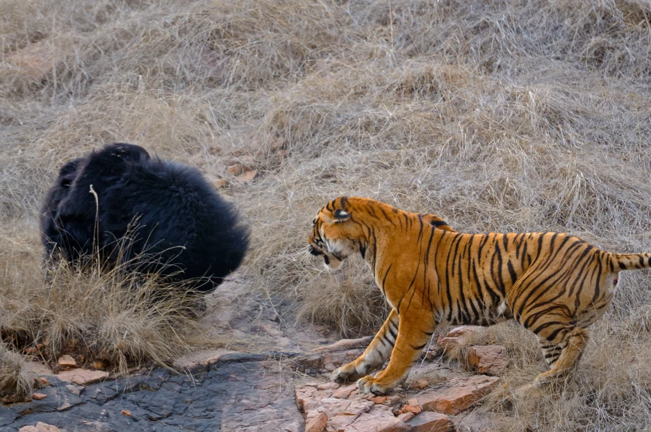 Confruntare fara precedent in jungla! O ursoaica s-a luat la bataie cu doi tigri care i-au atacat puii! Imagini incredibile _6