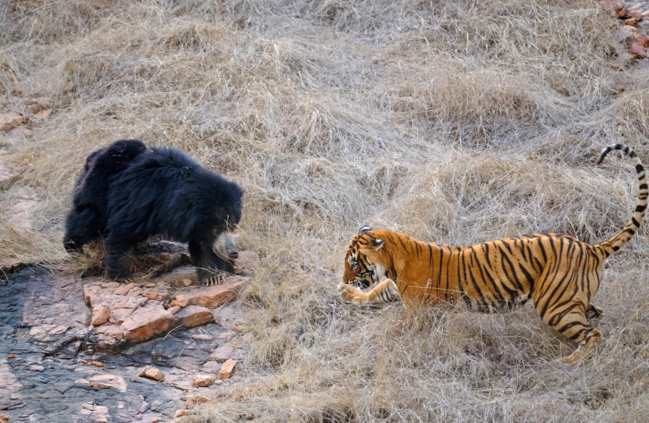 Confruntare fara precedent in jungla! O ursoaica s-a luat la bataie cu doi tigri care i-au atacat puii! Imagini incredibile _7