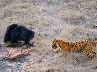
	Confruntare fara precedent in jungla! O ursoaica s-a luat la bataie cu doi tigri care i-au atacat puii! Imagini incredibile&nbsp;
