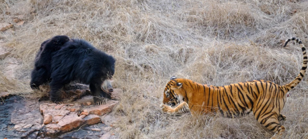 Urs bataie India lupta tigru