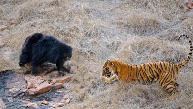 
	Confruntare fara precedent in jungla! O ursoaica s-a luat la bataie cu doi tigri care i-au atacat puii! Imagini incredibile&nbsp;
