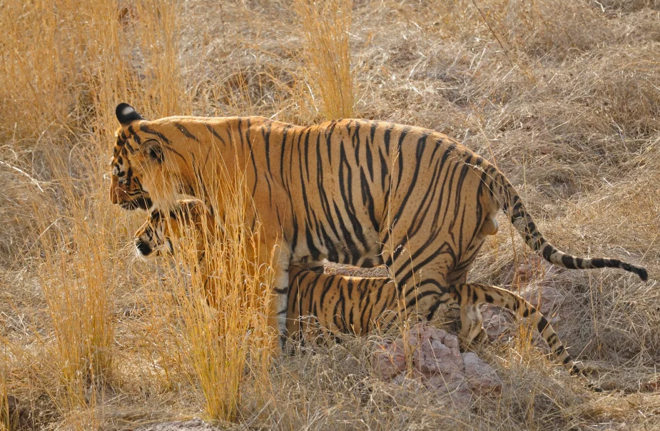 Confruntare fara precedent in jungla! O ursoaica s-a luat la bataie cu doi tigri care i-au atacat puii! Imagini incredibile _8