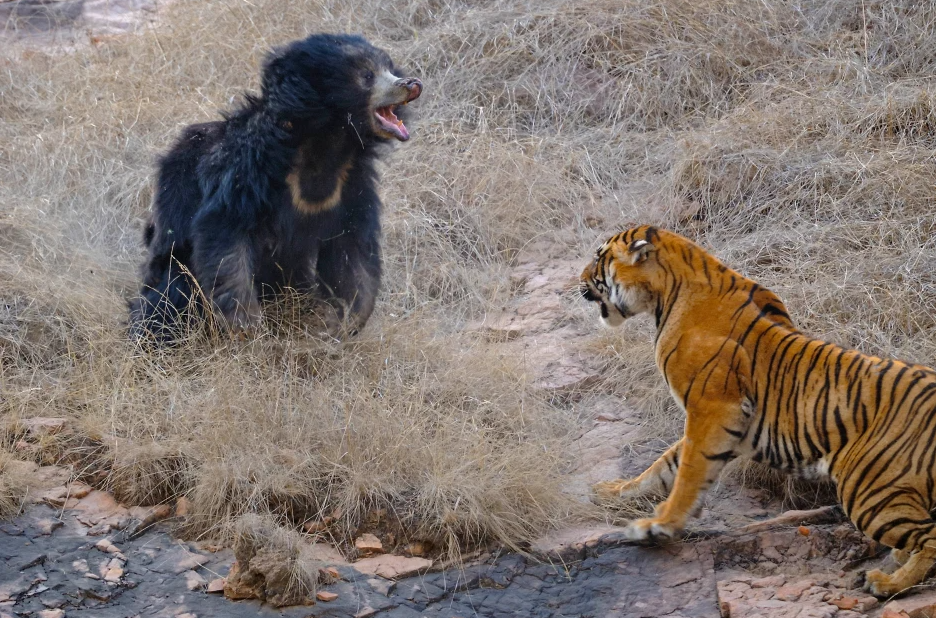 Confruntare fara precedent in jungla! O ursoaica s-a luat la bataie cu doi tigri care i-au atacat puii! Imagini incredibile _10