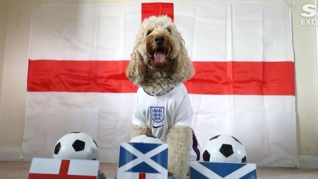 
	Catelusa prezicatoare anunta ca Anglia va &quot;musca&quot; din Scotia in derby-ul zilei la Euro
