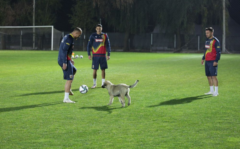 PENNY a lansat mascota SuporteRO, care susține Echipa Națională de Fotbal a României (P)_2