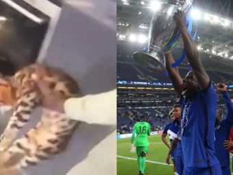 
	Un star din Premier League, filmat în timp ce maltrata o pisică! Prima reacție a jucătorului + mesajul clubului
