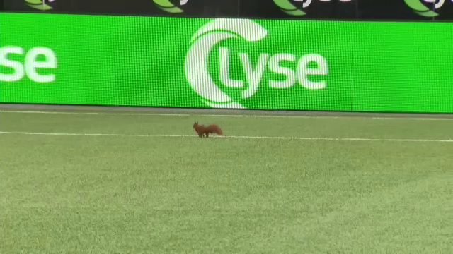 ”Intrus” pe teren înainte de Viking - FCSB! O veveriță s-a plimbat pe suprafața de joc :) _7
