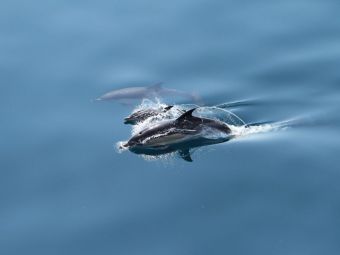 
	Dezastru ecologic în Marea Neagră! Zeci de mii de delfini au murit în ultima jumătate de an &nbsp;
