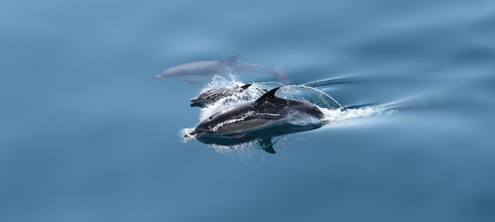 Razboi ucraina delfini dezastru ecologic marea neagra nave militare