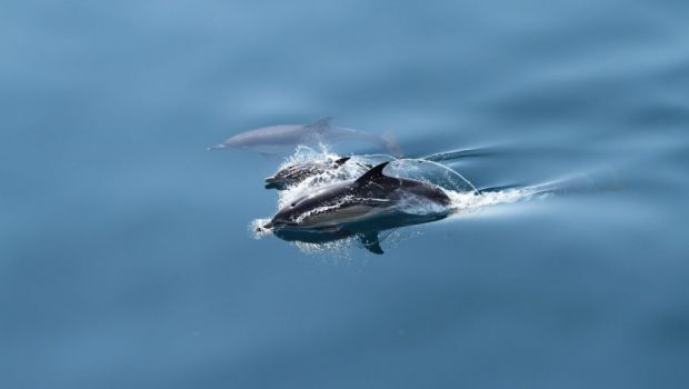 
	Dezastru ecologic în Marea Neagră! Zeci de mii de delfini au murit în ultima jumătate de an &nbsp;
