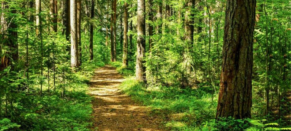 Arma secretă împotriva schimbărilor climatice. Pădurile României au o șansă mai bună de supraviețuire față de cele din Europa