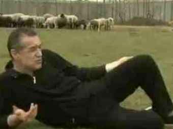 
	Gigi Becali a rămas fără trei oi! Cum au reușit hoții să captureze ovinele aflate la pășunat
