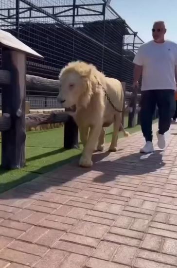 Lion King! Cosmin Olăroiu, moment de senzație în Dubai: a plimbat un leu în lesă și s-a fotografiat cu un șarpe _2