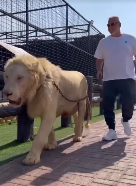Lion King! Cosmin Olăroiu, moment de senzație în Dubai: a plimbat un leu în lesă și s-a fotografiat cu un șarpe _3