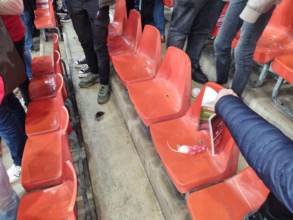 Imagini șocante! Fanii au aruncat cu șobolani morți în tribune la meciul Standard Liege - Charleroi _21